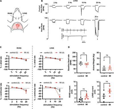 Vagally-mediated heart block after myocardial infarction associated with plasticity of epicardial neurons controlling the atrioventricular node